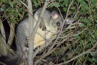 Brush Tailed Possums - The Block Berringa