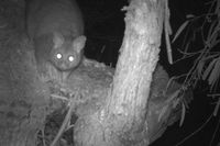 Brush Tailed Possum -The Block Berringa