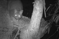 Brush Tailed Possum -The Block Berringa