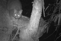 Brush Tailed Possum -The Block Berringa