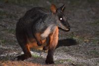 Brushed-tailed Rock-wallaby - Mt Rothwell