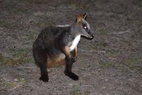 Brushed-tailed Rock-wallaby - Mt Rothwell