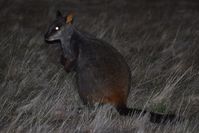 Brushed-tailed Rock-wallaby - Mt Rothwell