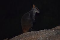 Brushed-tailed Rock-wallaby - Mt Rothwell