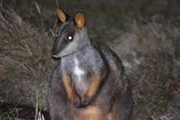 Brushed-tailed Rock-wallaby - Mt Rothwell