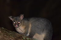 Brushtail Possum - Berringa Sanctuary