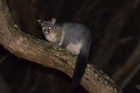 Brushtail Possum - Berringa Sanctuary