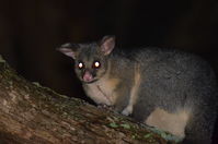 Brushtail Possum - Berringa Sanctuary