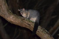 Brushtail Possum - Berringa Sanctuary