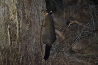 Brushtail Possum - Berringa Sanctuary