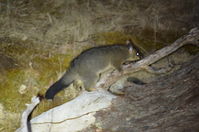 Brushtail Possum - Berringa Sanctuary