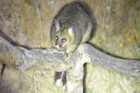 Brushtail Possum - Berringa Sanctuary