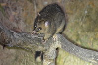 Brushtail Possum - Berringa Sanctuary