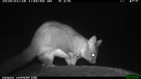 Brushtail Possum - Berringa Sanctuary