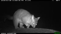 Brushtail Possum - Berringa Sanctuary