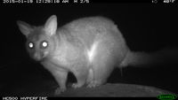 Brushtail Possum - Berringa Sanctuary