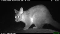 Brushtail Possum - Berringa Sanctuary