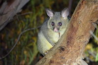 Brushtail Possum - The Block Berringa