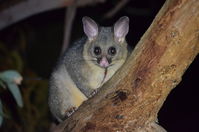 Brushtail Possum - The Block Berringa