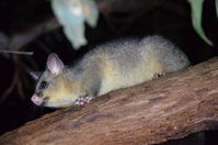 Brushtail Possum - The Block Berringa