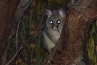 Brushtail Possum - The Block Berringa