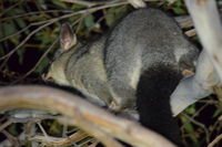 Brushtail Possum - The Block Berringa