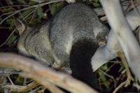 Brushtail Possum - The Block Berringa