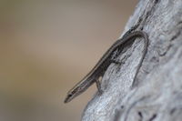 Buchanans snake-eyed skink- Lake Leschenaultia W.A