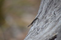 Buchanans snake-eyed skink- Lake Leschenaultia W.A