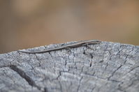 Buchanans snake-eyed skink- Lake Leschenaultia W.A