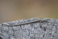 Buchanans snake-eyed skink- Lake Leschenaultia W.A