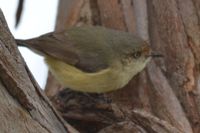 Buff- Rumped Thornbill - Berringa Sanctuary