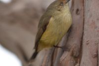 Buff-Rumped Thornbill- Berringa Sanctuary