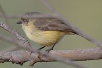 Buff-Rumped Thornbill - Berringa Sanctuary