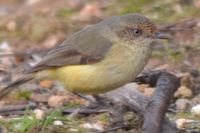 Buff-Rumped Thornbill - Berringa Sanctuary