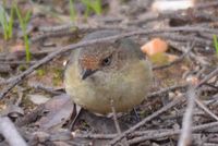 Buff-Rumped Thornbill - Berringa Sanctuary