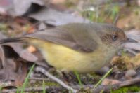 Buff-Rumped Thornbill - Berringa Sanctuary