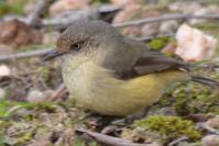 Buff-Rumped Thornbill - Berringa Sanctuary