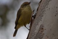 Buff-Rumped Thornbill- Berringa Sanctuary