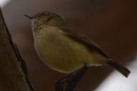 Buff-Rumped Thornbill- Berringa Sanctuary