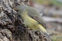 Buff-rumped Thornbill - Berringa Sanctuary