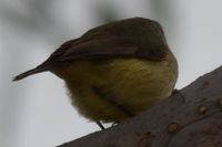 Buff-rumped Thornbill - Berringa Sanctuary