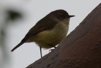 Buff-rumped Thornbill - Berringa Sanctuary