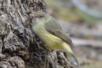 Buff-rumped Thornbill - Berringa Sanctuary