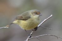 Buff-rumped Thornbill - Berringa Sanctuary