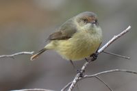 Buff-rumped Thornbill - Berringa Sanctuary