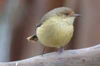 Buff-rumped Thornbill - Berringa Sanctuary