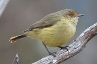 Buff-rumped Thornbill - Berringa Sanctuary