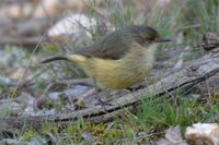 Buff-rumped Thornbill - Berringa Sanctuary