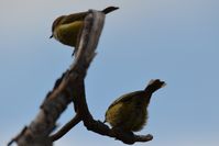 Buff-rumped Thornbill - Berringa Sanctuary